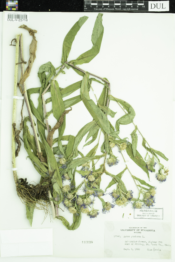 Symphyotrichum puniceum image