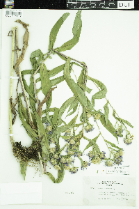 Symphyotrichum puniceum image