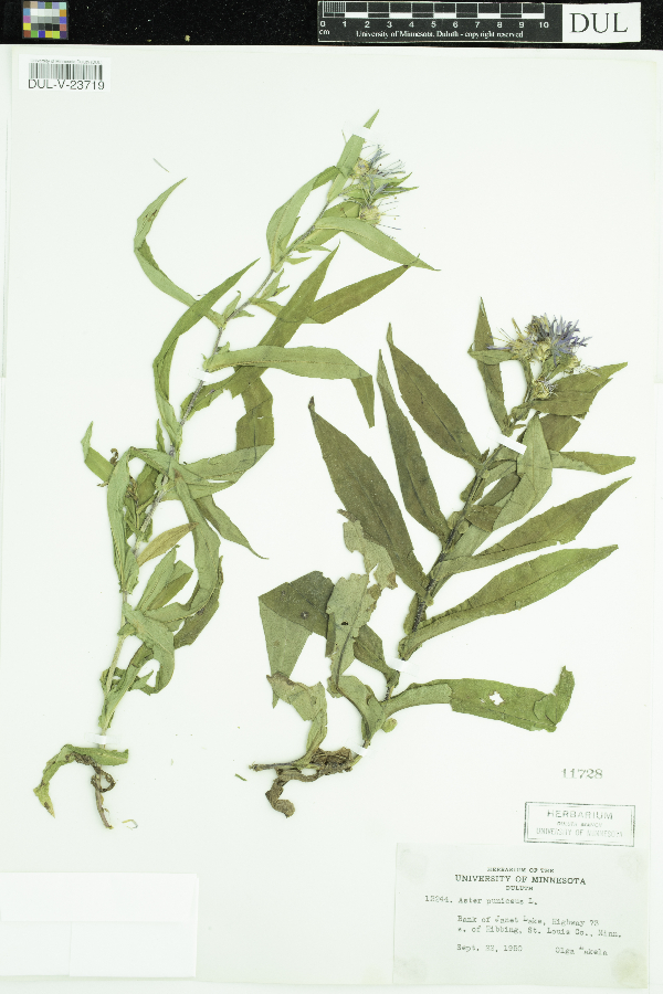 Symphyotrichum puniceum image