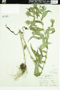 thumbnail image of current specimen