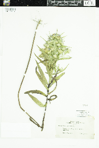 Symphyotrichum puniceum image