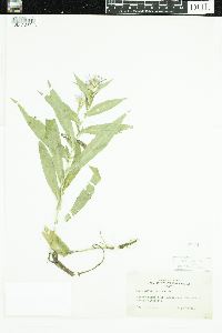 Symphyotrichum puniceum image