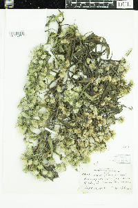 Symphyotrichum puniceum image