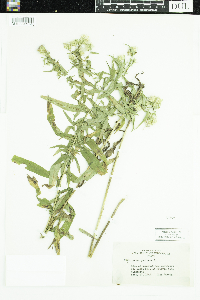 Symphyotrichum puniceum image