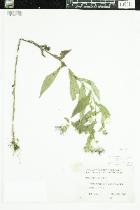Symphyotrichum puniceum image