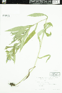 Symphyotrichum puniceum image