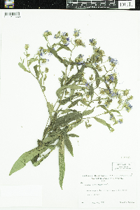 Symphyotrichum puniceum image