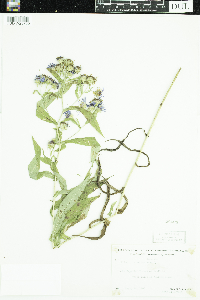 Symphyotrichum puniceum image