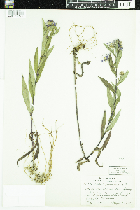 Symphyotrichum puniceum image