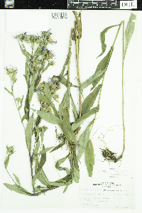 Symphyotrichum puniceum image