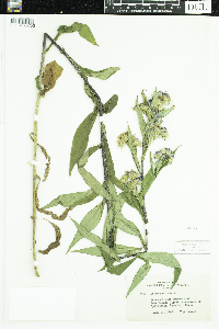 Symphyotrichum puniceum image
