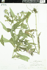 Symphyotrichum puniceum var. puniceum image