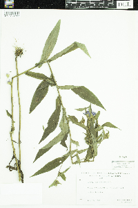 Symphyotrichum puniceum image