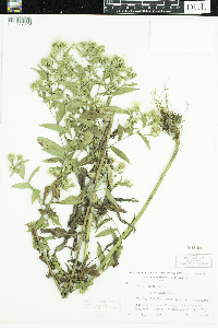 Symphyotrichum puniceum var. puniceum image