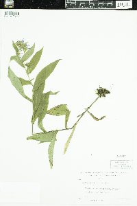 Symphyotrichum puniceum image