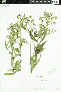 Symphyotrichum puniceum image