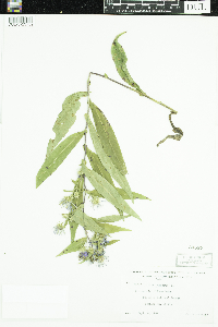 Symphyotrichum puniceum image