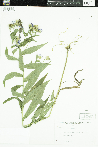 Symphyotrichum puniceum image