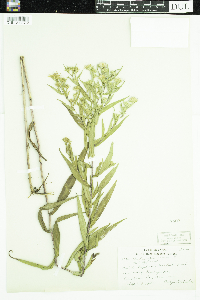 Symphyotrichum puniceum image
