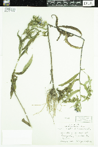 Symphyotrichum puniceum image