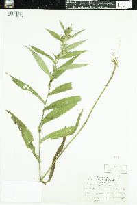 Symphyotrichum puniceum image
