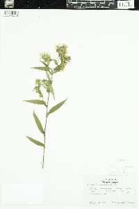 Symphyotrichum puniceum image