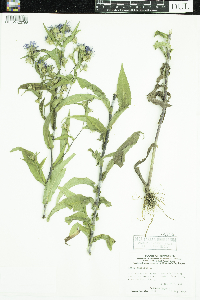 Symphyotrichum puniceum image