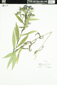 Symphyotrichum puniceum image