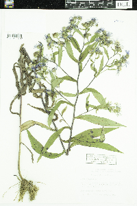 Symphyotrichum puniceum image