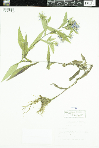 Symphyotrichum puniceum image