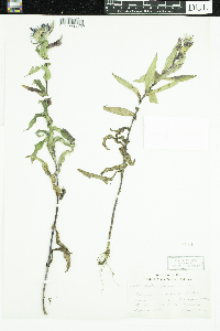 Symphyotrichum puniceum image