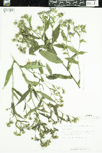 Symphyotrichum puniceum image