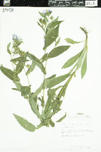 Symphyotrichum puniceum image