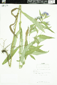 Symphyotrichum puniceum image