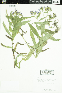 Symphyotrichum puniceum image
