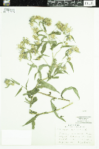 Symphyotrichum puniceum image