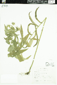 Symphyotrichum puniceum image