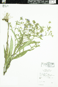 Symphyotrichum puniceum image