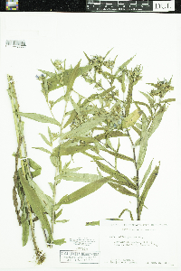 Symphyotrichum puniceum image