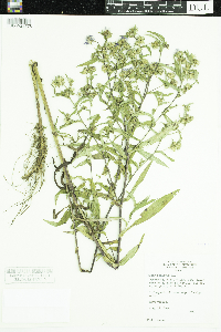 Symphyotrichum puniceum image