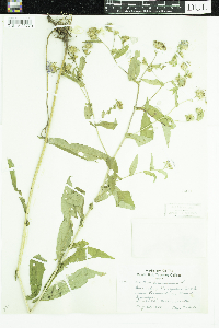 Symphyotrichum puniceum image