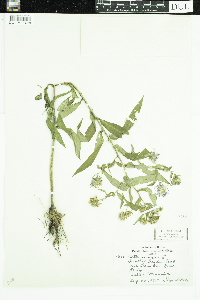 Symphyotrichum puniceum image