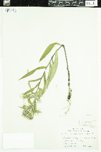 Symphyotrichum puniceum image