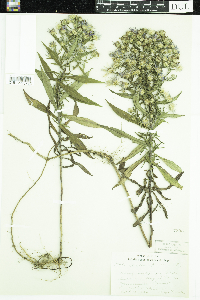 Symphyotrichum puniceum image