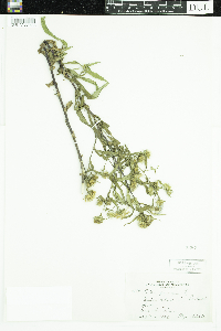 Symphyotrichum puniceum image