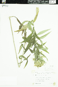 Symphyotrichum puniceum image