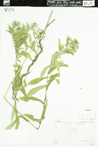 Symphyotrichum puniceum image
