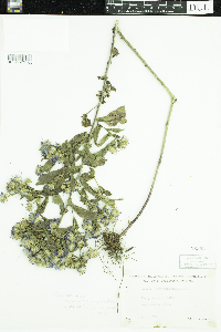 Symphyotrichum puniceum image