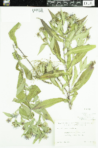Symphyotrichum puniceum image
