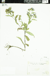 Symphyotrichum puniceum image